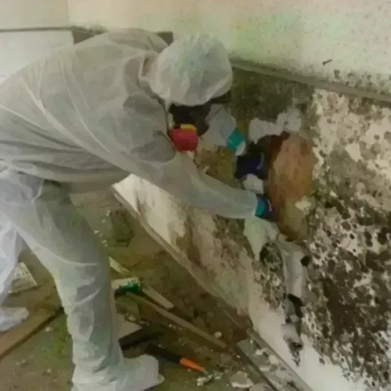 Mold Remediation and Removal in Wimberley, TX